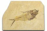 Detailed Fossil Fish (Diplomystus) - Wyoming #354050-1